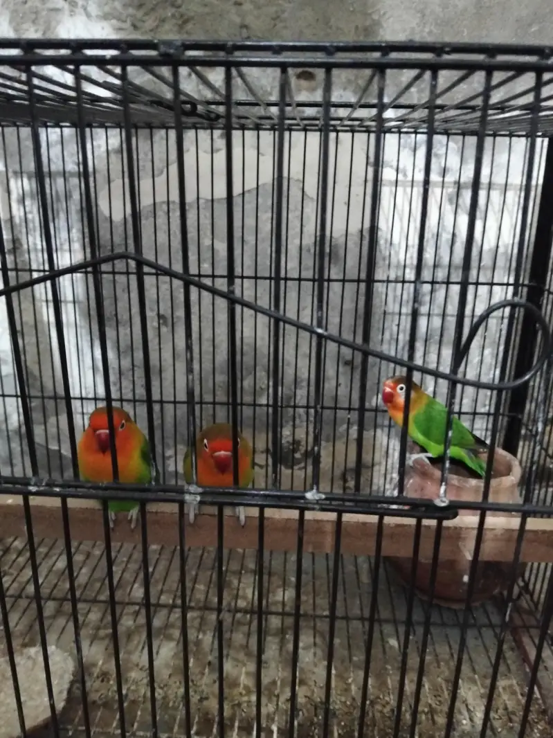 urgent for sale two female one male class cage — photo 2
