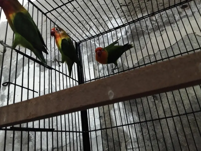 urgent for sale two female one male class cage — photo 3