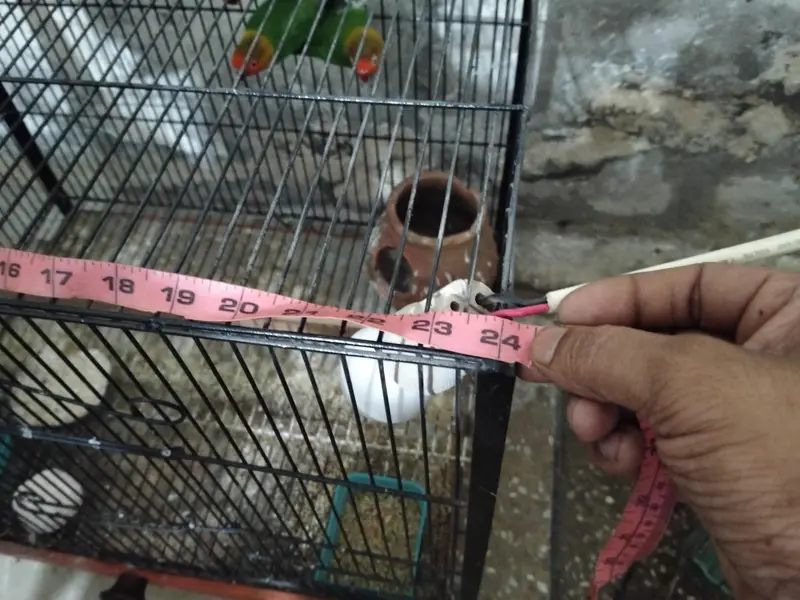 urgent for sale two female one male class cage — photo 4