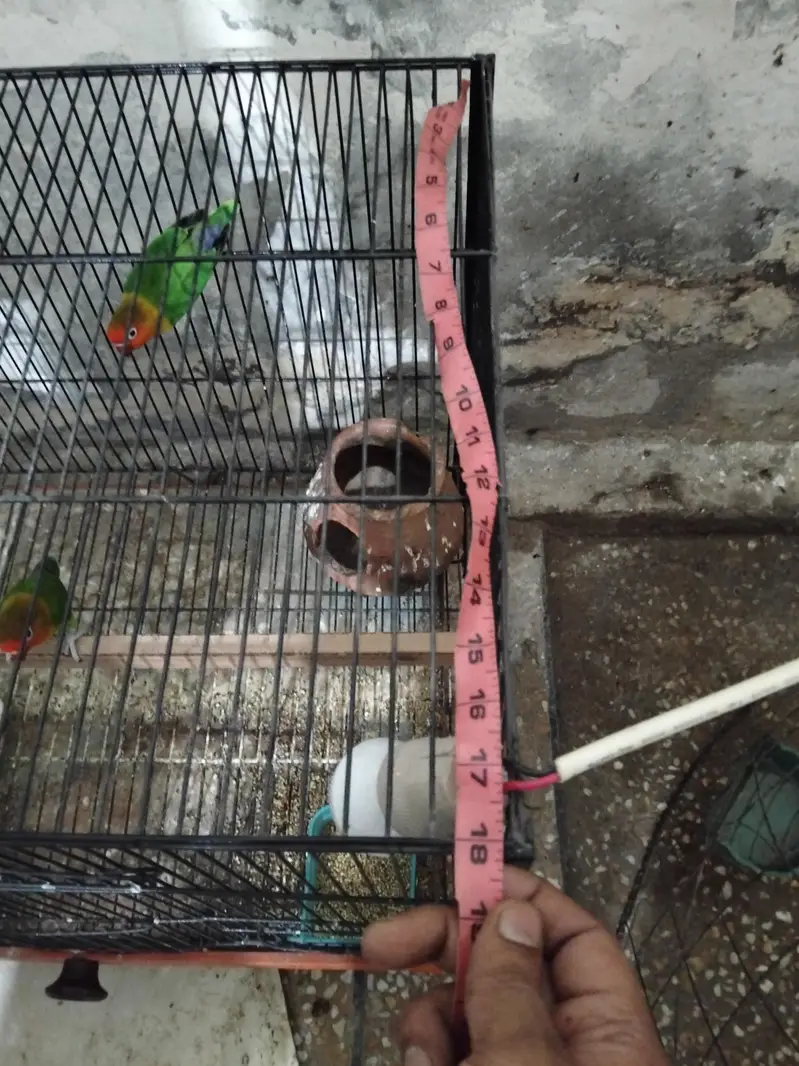 urgent for sale two female one male class cage — photo 5