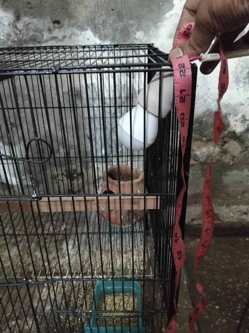 urgent for sale two female one male class cage — photo 6