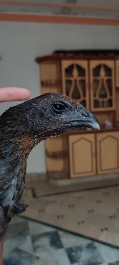 aseel blue dragon murgi quality check only