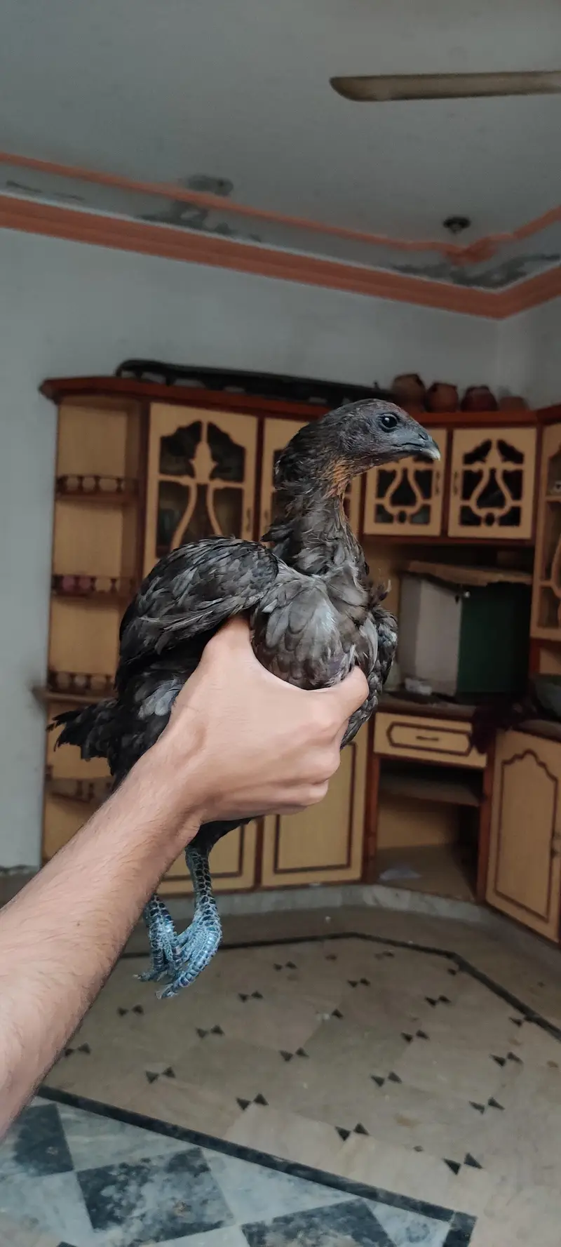 aseel blue dragon murgi quality check only — photo 2
