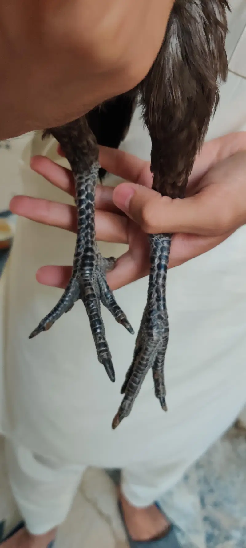 aseel blue dragon murgi quality check only — photo 3