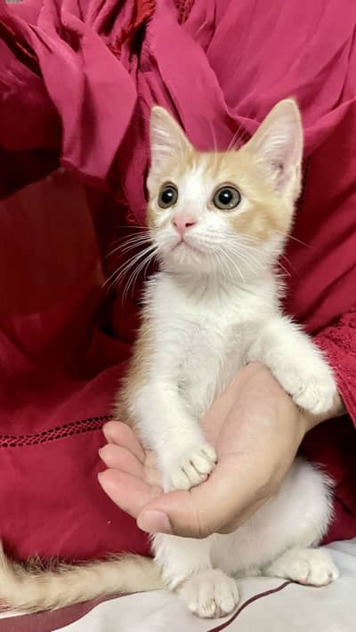kitten name Mazi