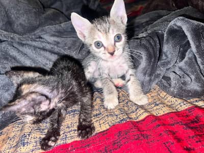 Tabby cats