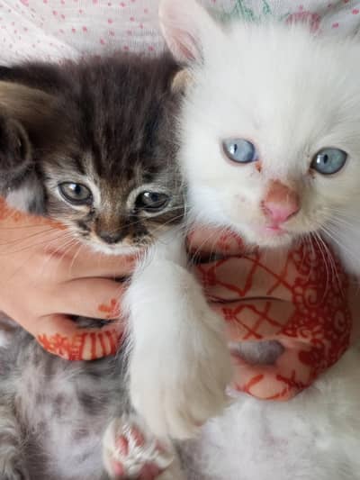 Persian cat pair for sale