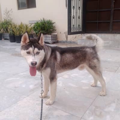Serbian Husky