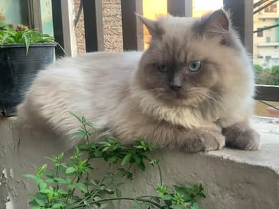 Himalayan cat male