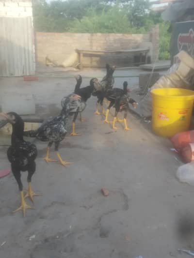 8 aseel jawa chiks for sale 5 male 3 female