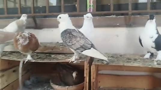 Piegon FOR SALE