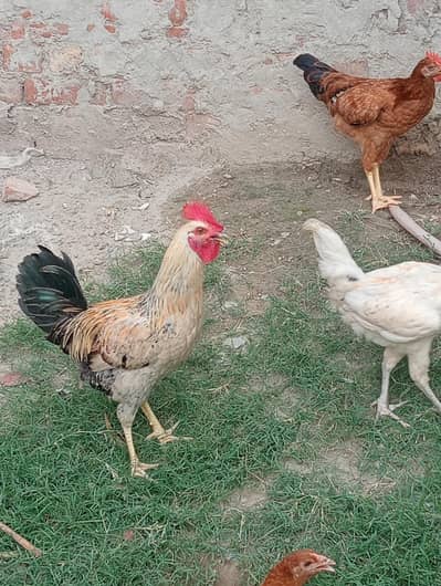 Desi Rooster Murgay