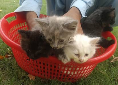 kittens for sale