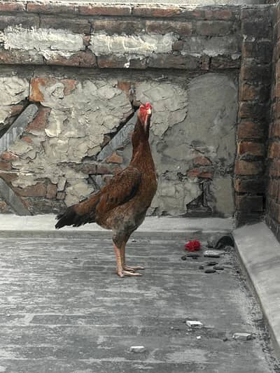 high quality o sahmu female
