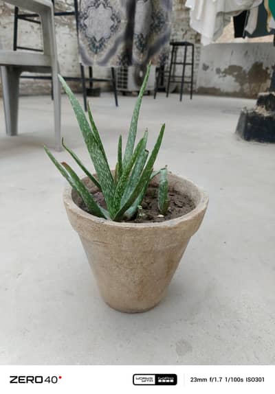 Aleo vera plants