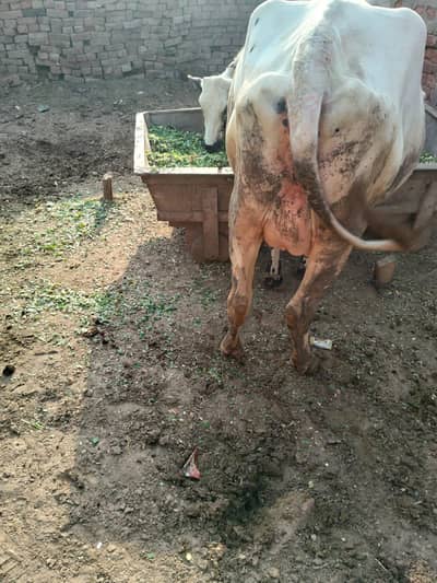 Cow for sale