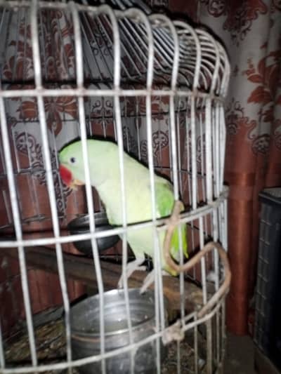 parrot ka name Sono Hy 2 saal ka hone Wala Hy or baate bhi karta hy