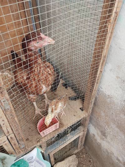 Mianwali aseel pair chicks