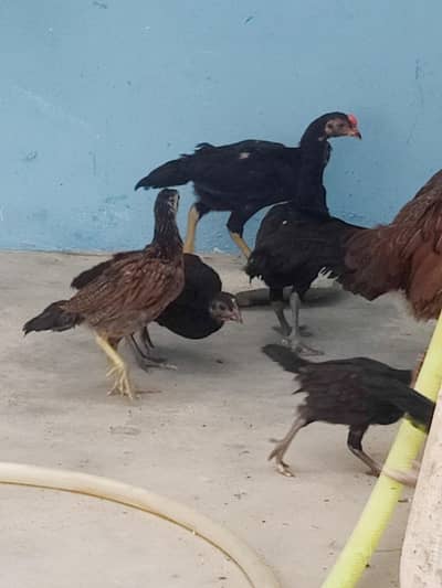 aseel chicks full active