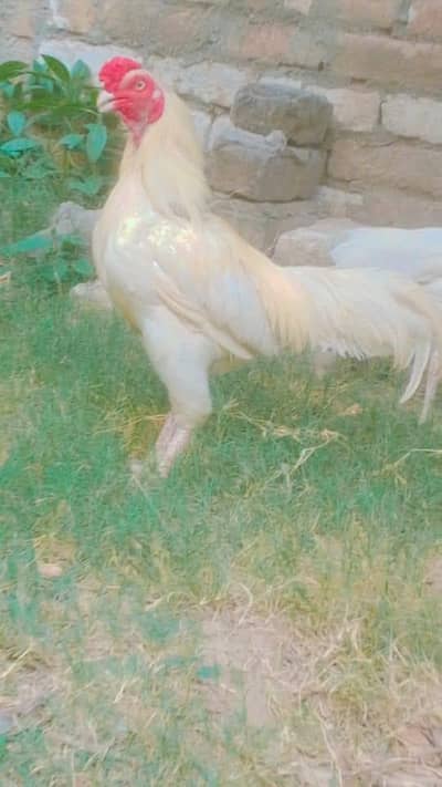 Aseel murgja