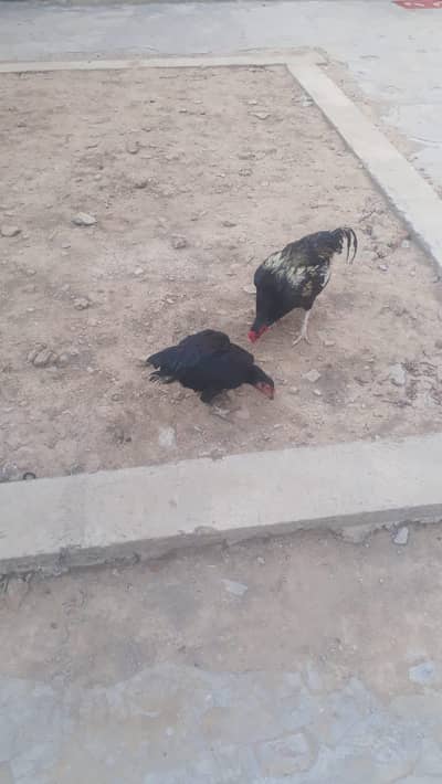 Aseel pair (kruk murgi)