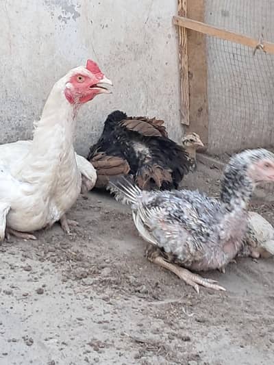 1 male 2 female 3 chick's 1 months