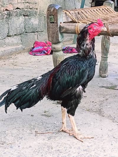 Aseel lasani one eye breeder