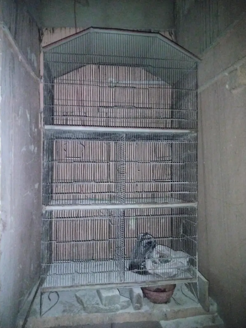 i m saleing cage