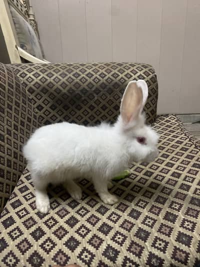New-zeland breed rabbit