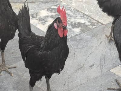 Australorp