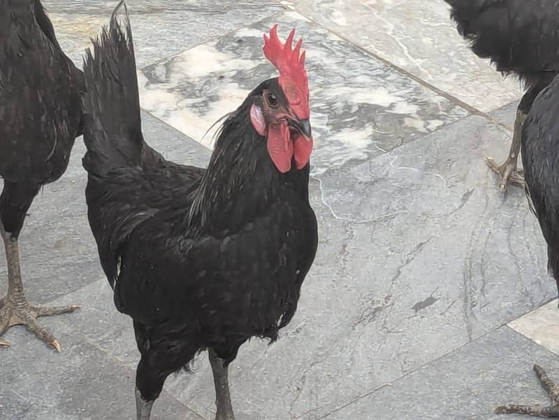 Australorp 0