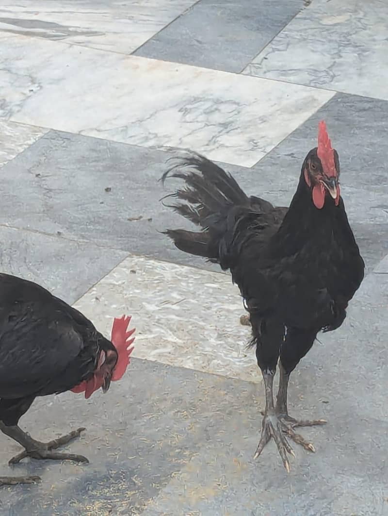 Australorp 1