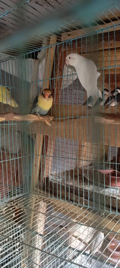 Fawn Java, split fawn Java, silver Java, albino, ctemino,  lovebird