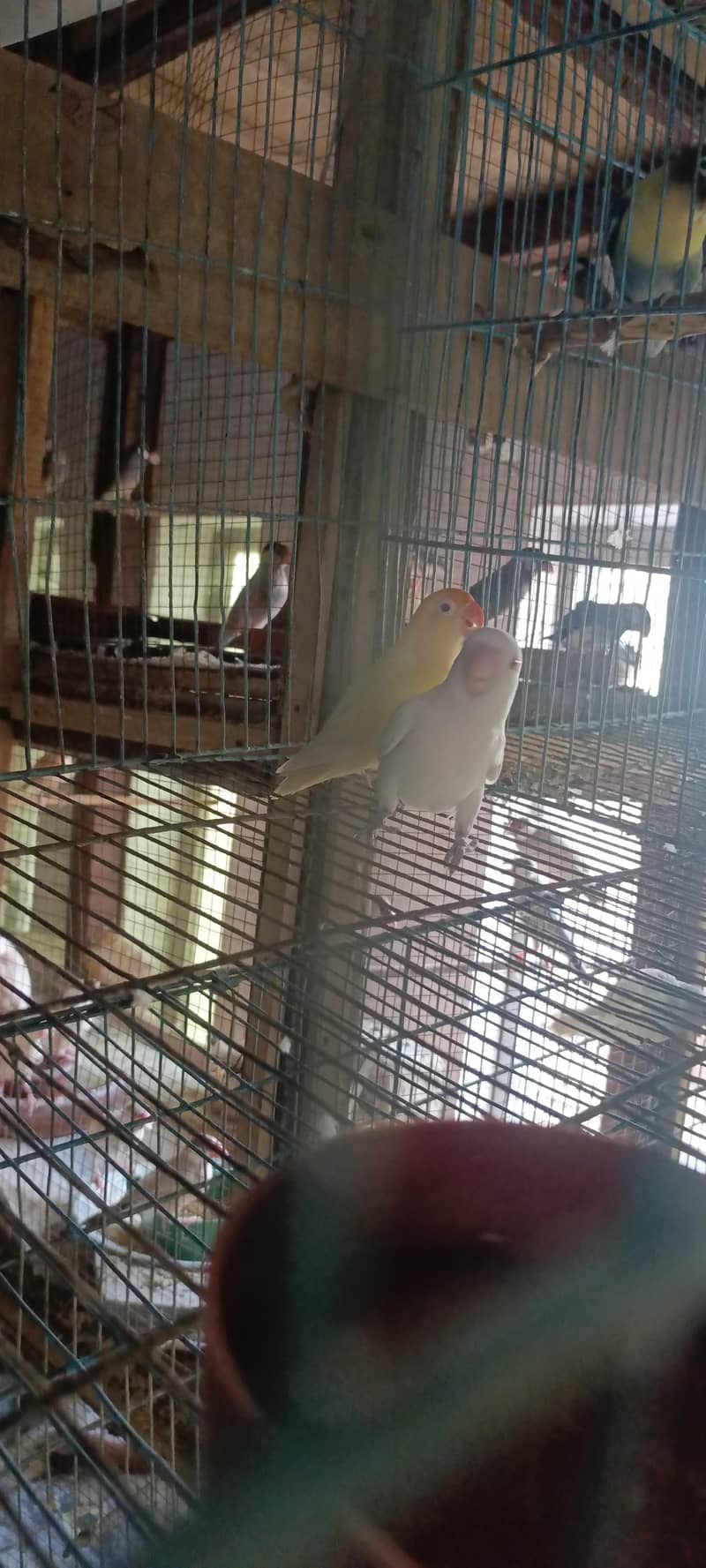 Fawn Java, split fawn Java, silver Java, albino, ctemino,  lovebird 1