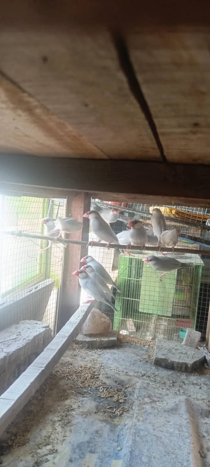 Fawn Java, split fawn Java, silver Java, albino, ctemino,  lovebird 2