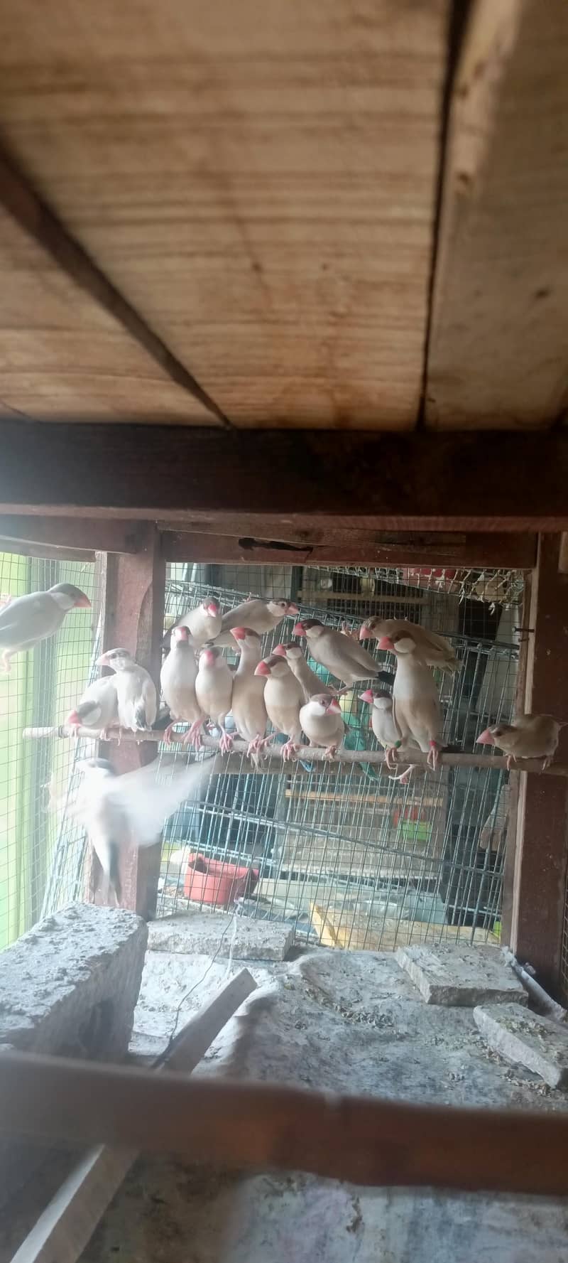 Fawn Java, split fawn Java, silver Java, albino, ctemino,  lovebird 3