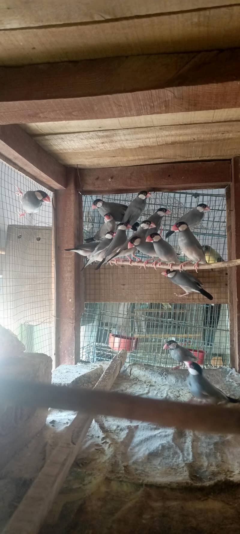 Fawn Java, split fawn Java, silver Java, albino, ctemino,  lovebird 4