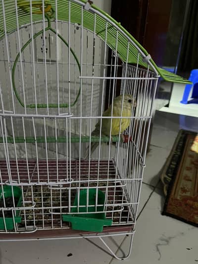 cocktail or love bird pineapple conure or plum head  or rump