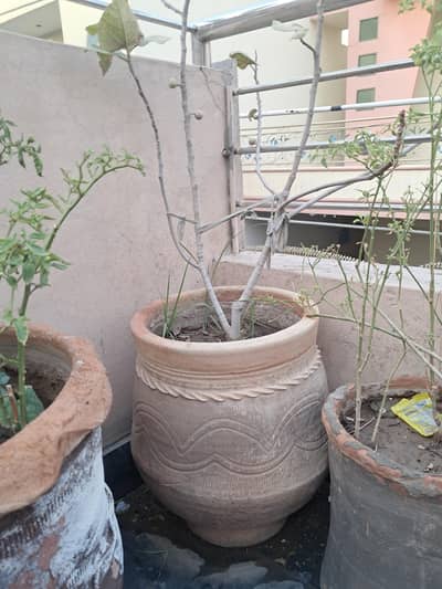 sale of angeer plant