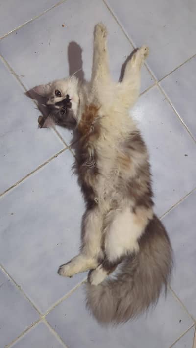 longhair tricolor cat