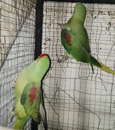 2 raw female for sale. ready to breed