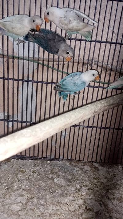 love birds
