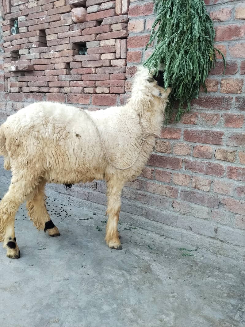 mudara 3