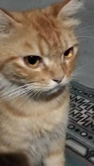 breeder cat