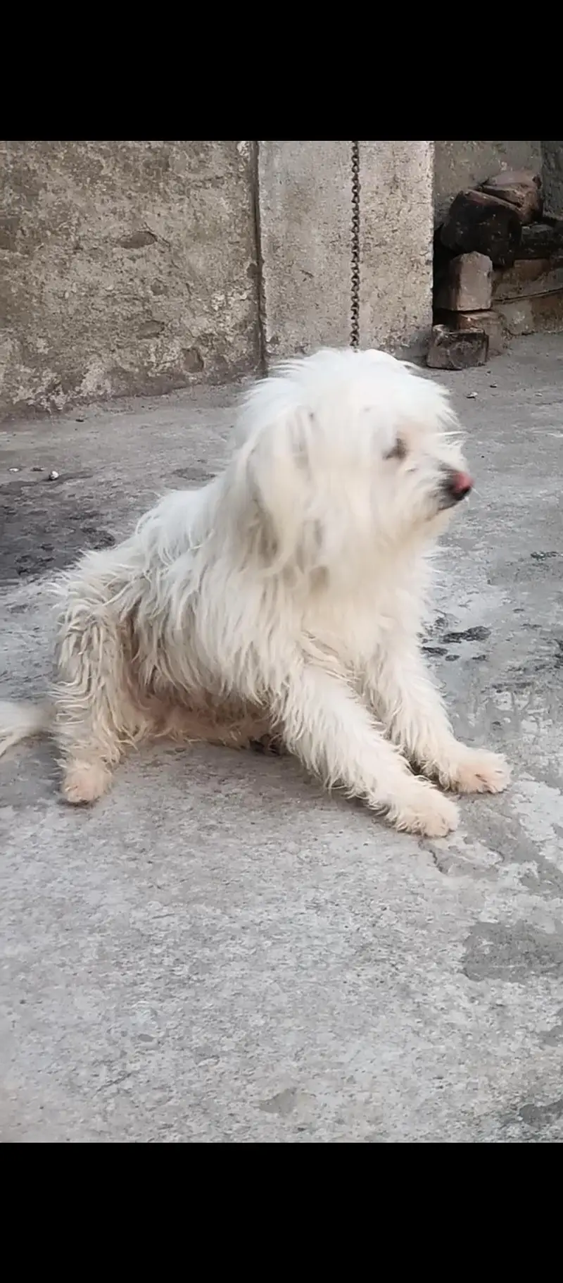 poodle puppy — photo 3