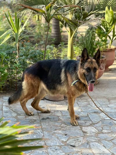 german Shepherd