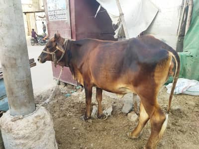bachiya 4 dant