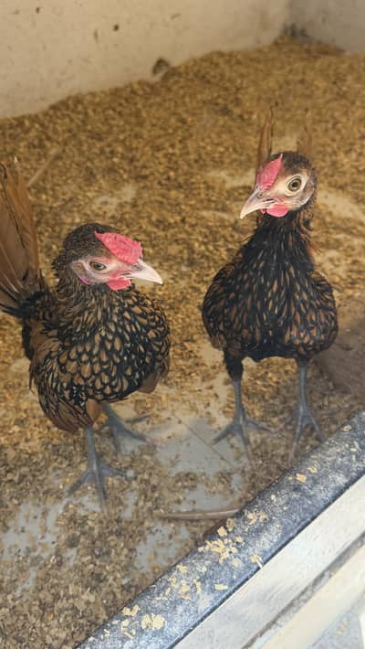 Golden Sebright Male