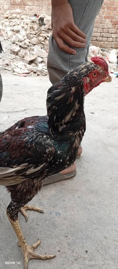 Sindhi Aseel
