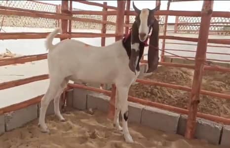 Pattari Bakra